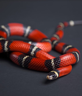 Red Snake