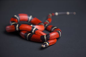 Red Snake