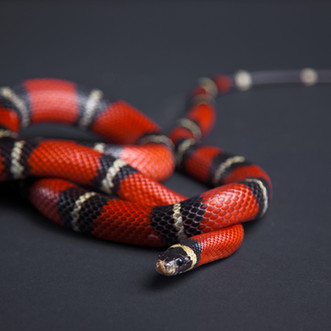 Snakes be Snakin'