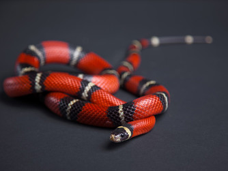 Snakes be Snakin'