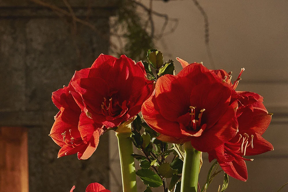 amaryllis Buketten.webp