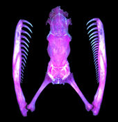 Crânio assimétrico de P. iwasakii