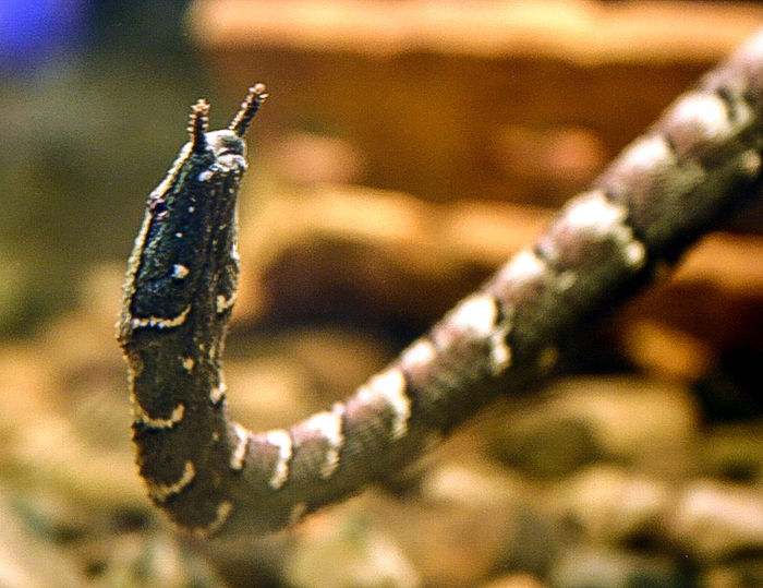 A peculiar Cobra-de-tentáculos