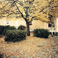 Autumn