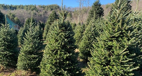 Christmas-Tree-Farm-cut-your-own.jpg