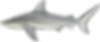 Blacktip Shark