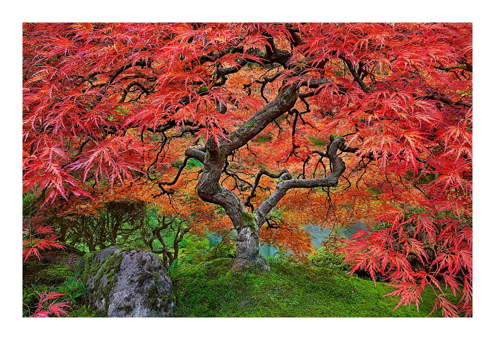 Japanese Maple