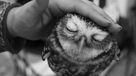 4988e1_c8bd977af48843edacc062e1c85035ab.gif