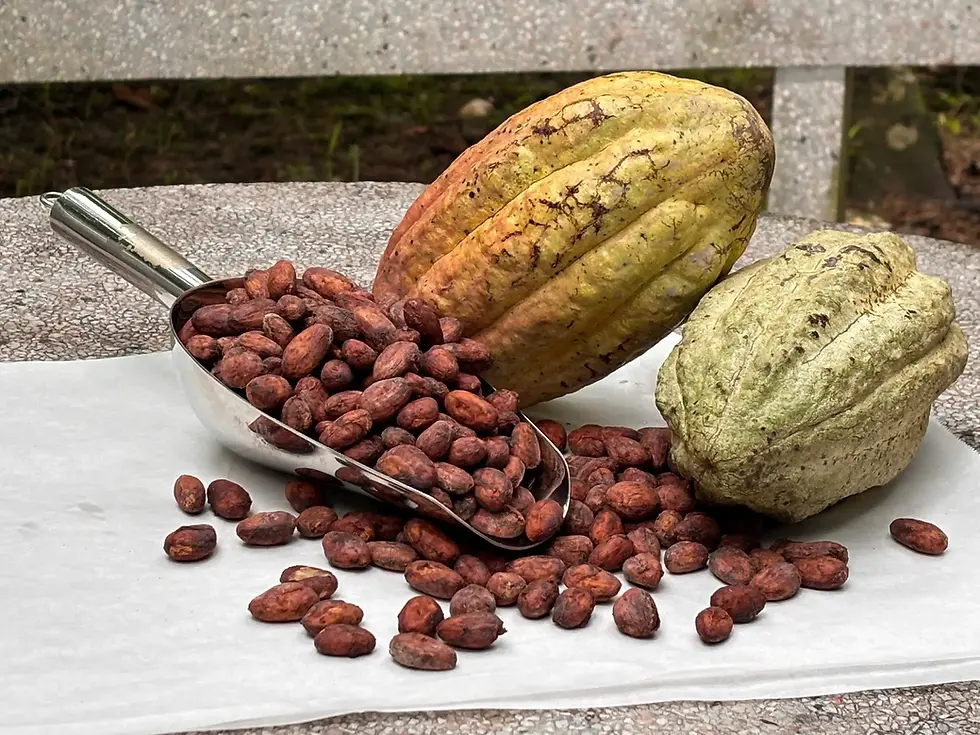 Balai - cacao pods.webp