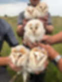 Hunley-Barn-Owls.jpg