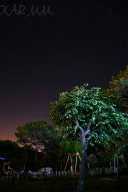 Arbol bajo la noche.