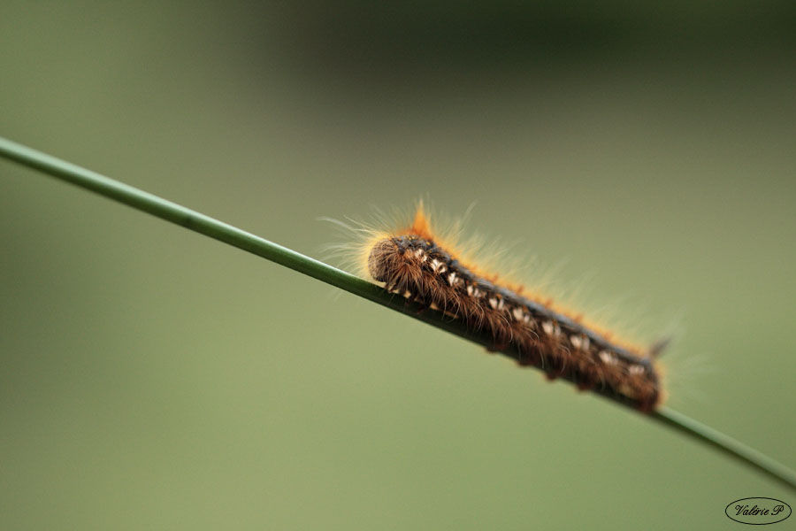 Chenille bombyx buveur