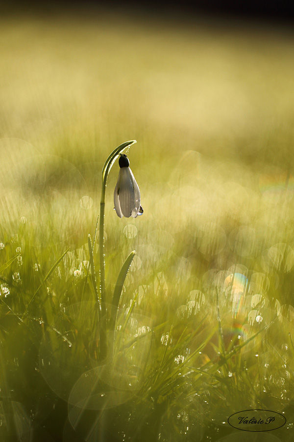 perce neige