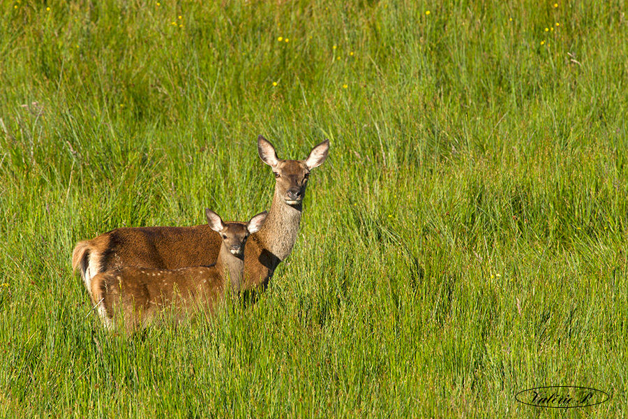 cerf (rouge)3