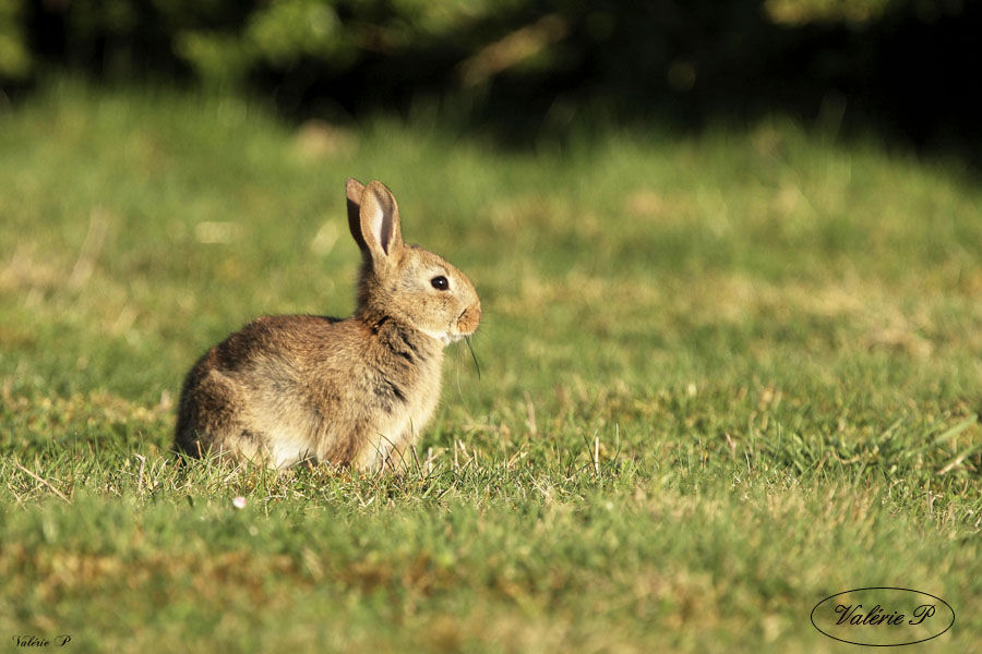 Lapin de garenne