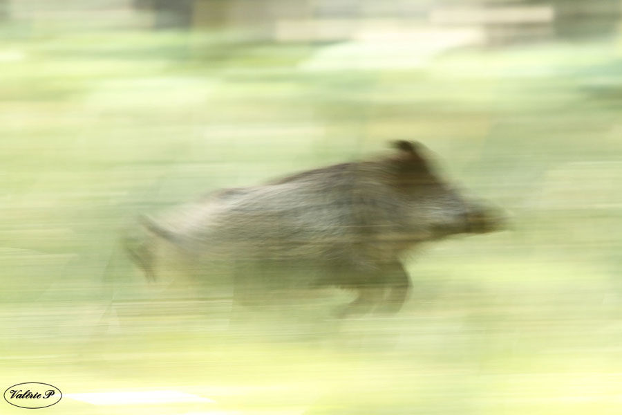 Sanglier