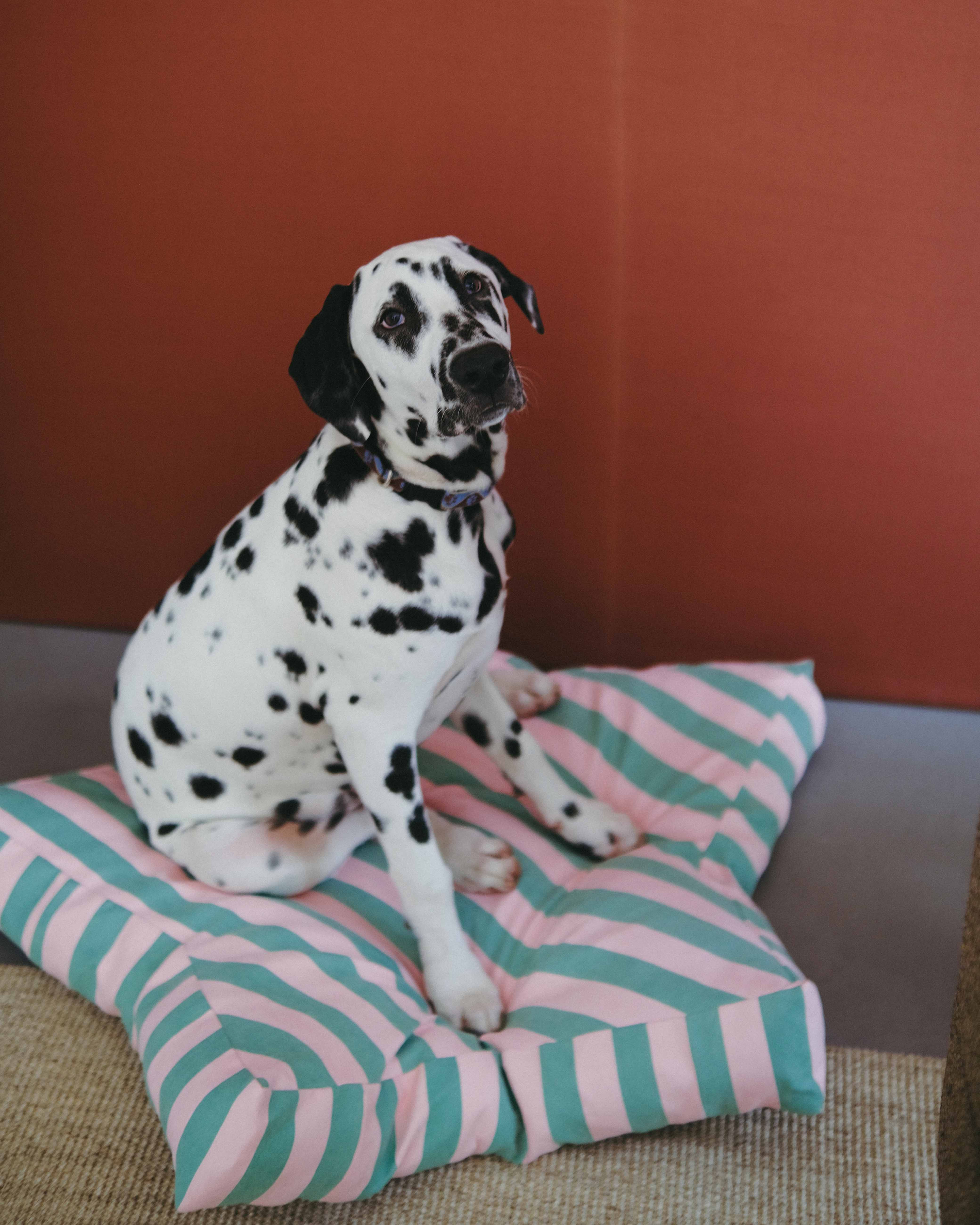  Dog bed Watermelon Star