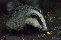 Badger Cub