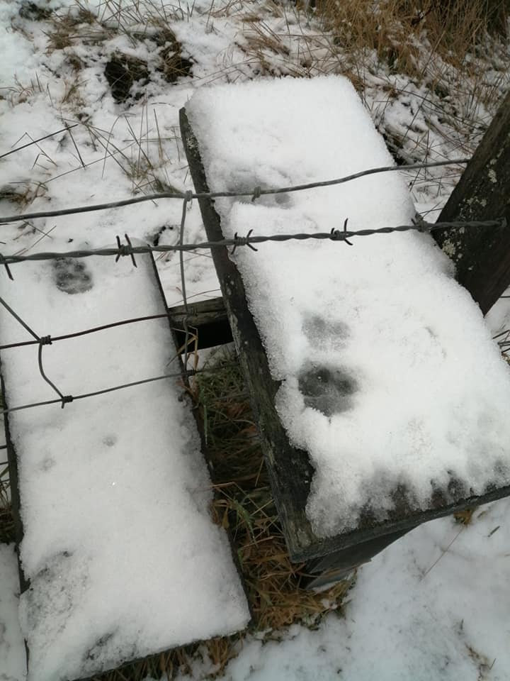 Winter Wildlife Tracking Winter Wildlife Tracking