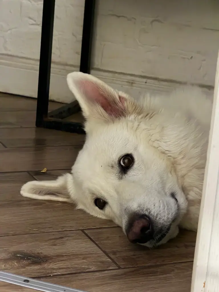 Uran's Guide to Dog-Friendly Kyiv: The Spots Worth Sniffing