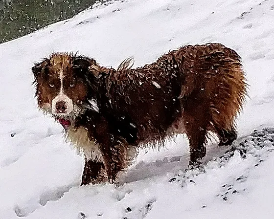 j and j mini aussies
