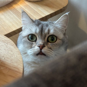 Hi Sesame!