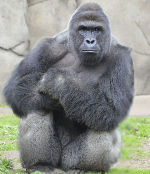 Harambe
