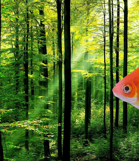 WOODLAND-FISH-BOIIIII