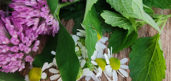 food forest plants