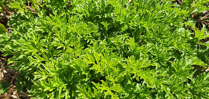 medicinal perennial landscaping