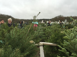 Christmas Trees for sale near St Albans
