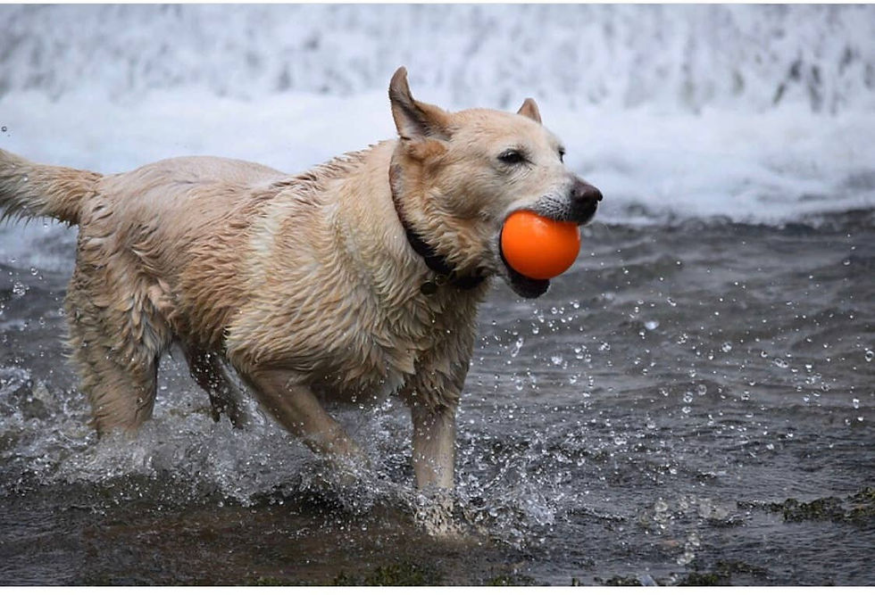 Thumbnail: Fetch and Glow Ball