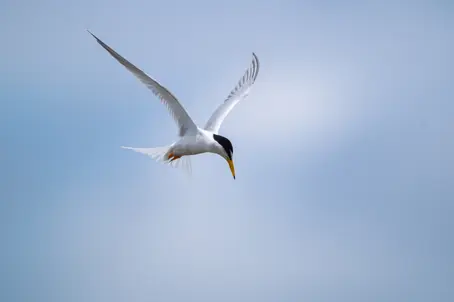 沙灘車與小燕鷗