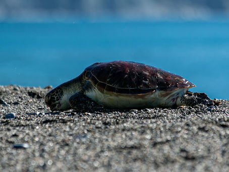 我們在划船遇到海龜