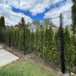 Residential Chain Link Fencing in Port Coquitlam, BC
