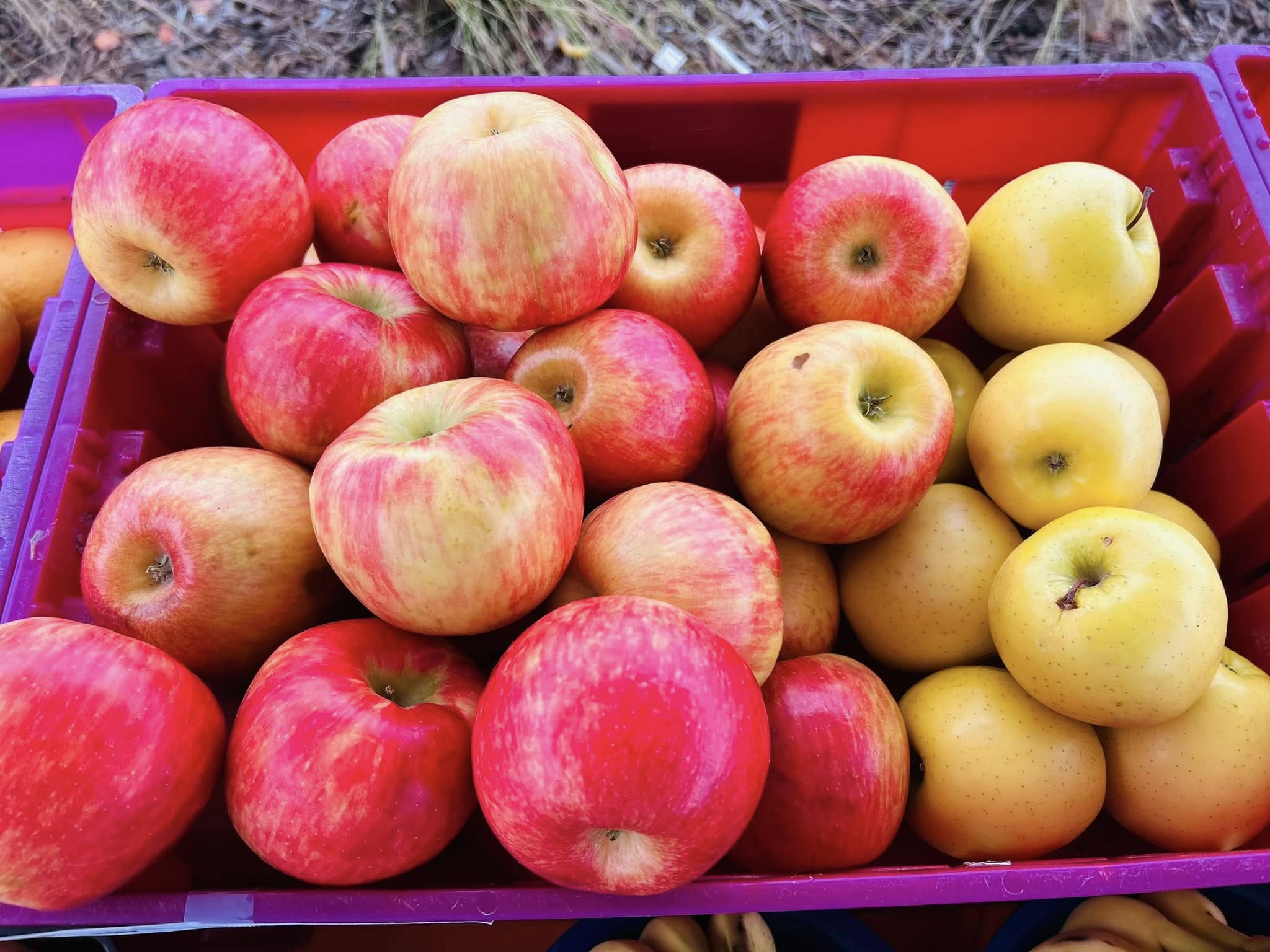 Red Apples - Bountiful Harvest SW FLorida.jpg