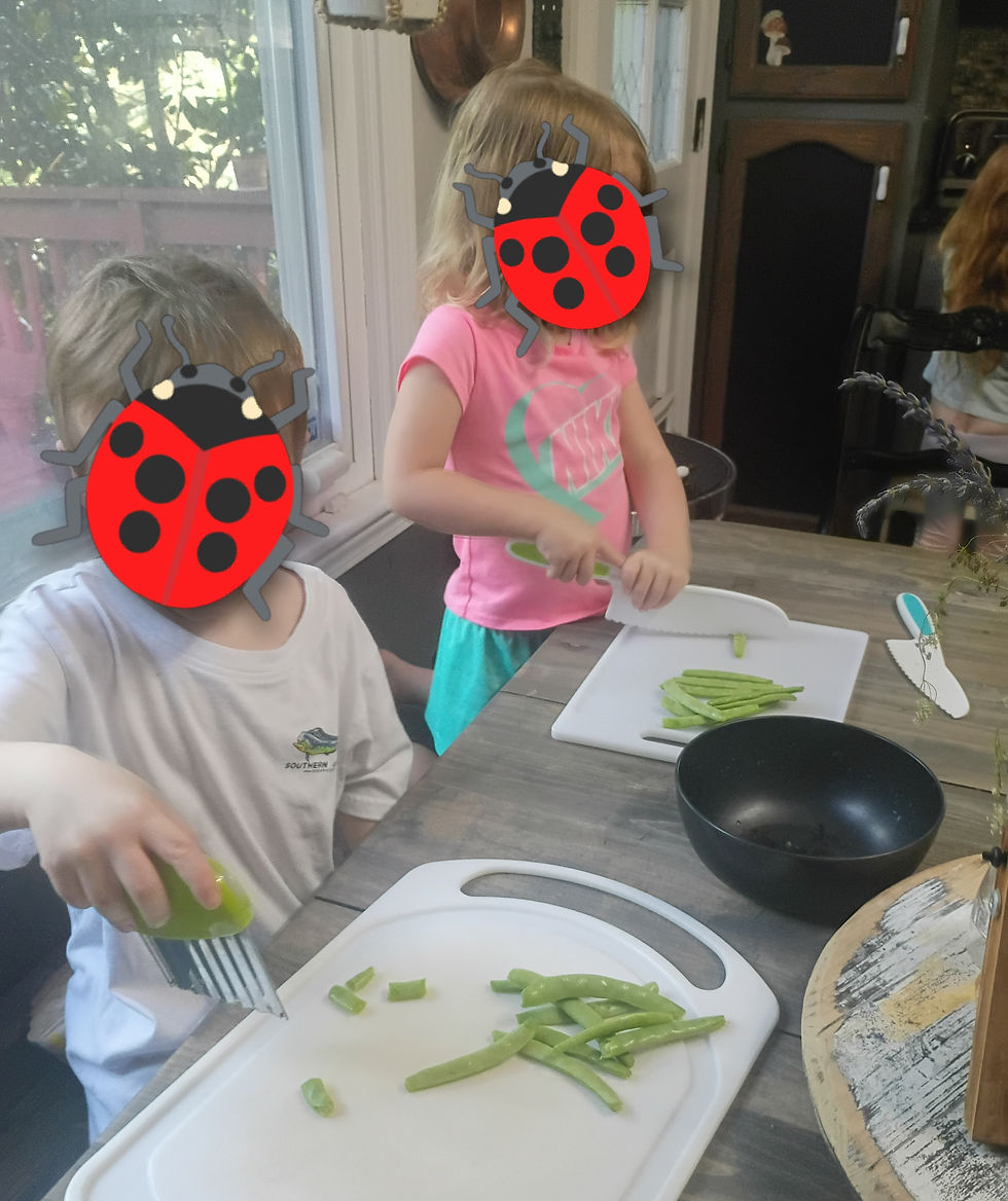 Cutting Green Beans from garden