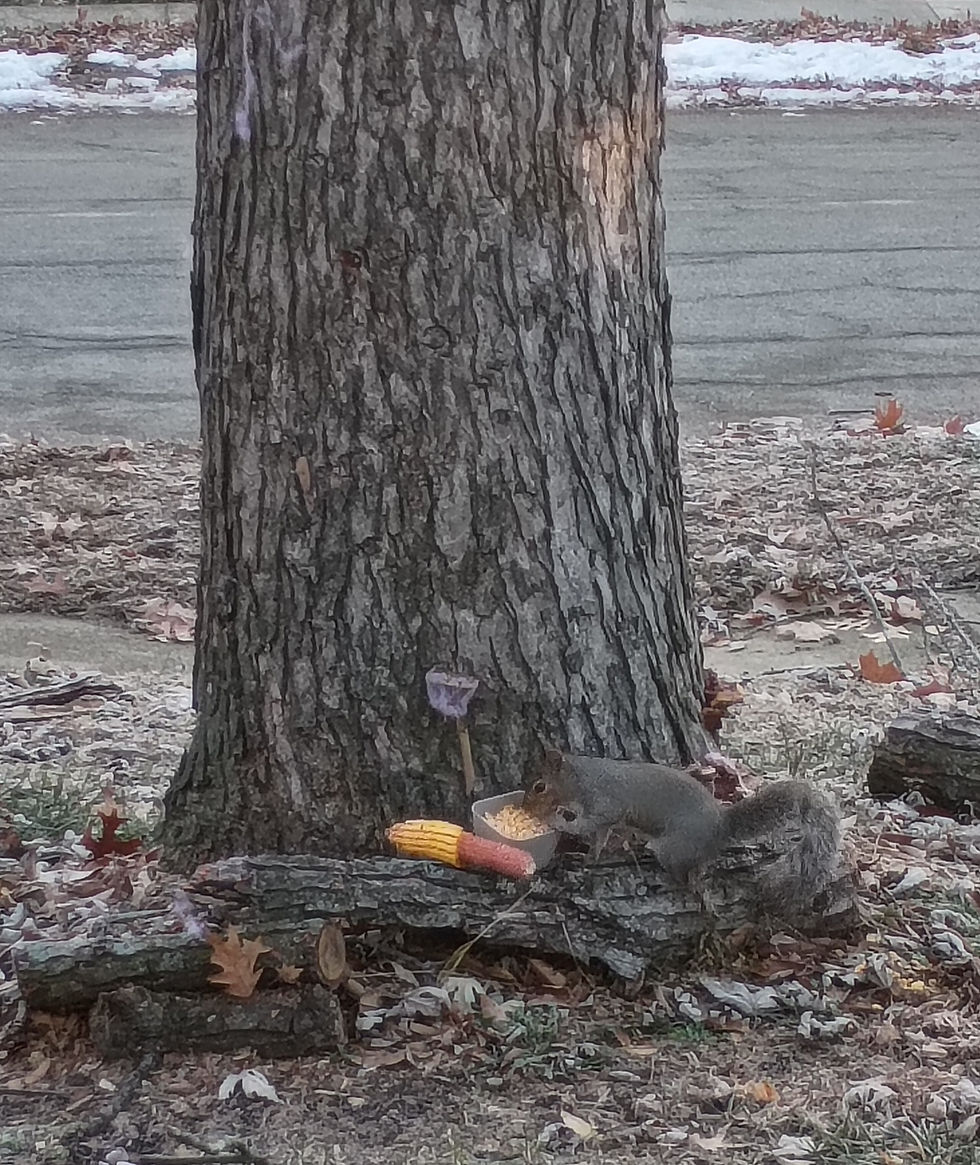 Squirrels
