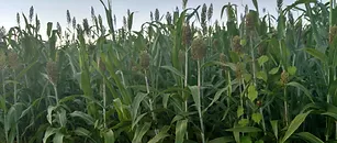 O sorgo é uma das culturas mais apropriadas para a produção de silagem.