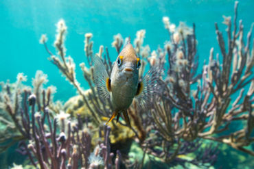 Fish at Smith's Reef