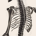spinal x-ray.png