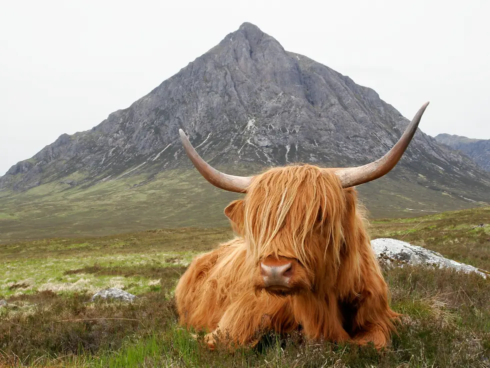 Touring+The+Highlands+of+Scotland+Coo.webp