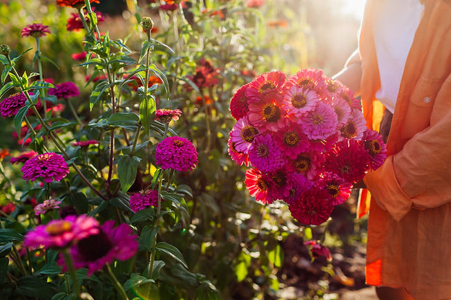 Girl-picking-zinnias-on-flower-farm-2.jpg