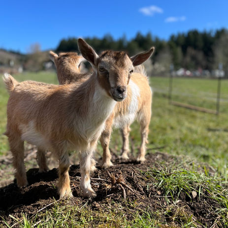 CUTE GOATS.jpg