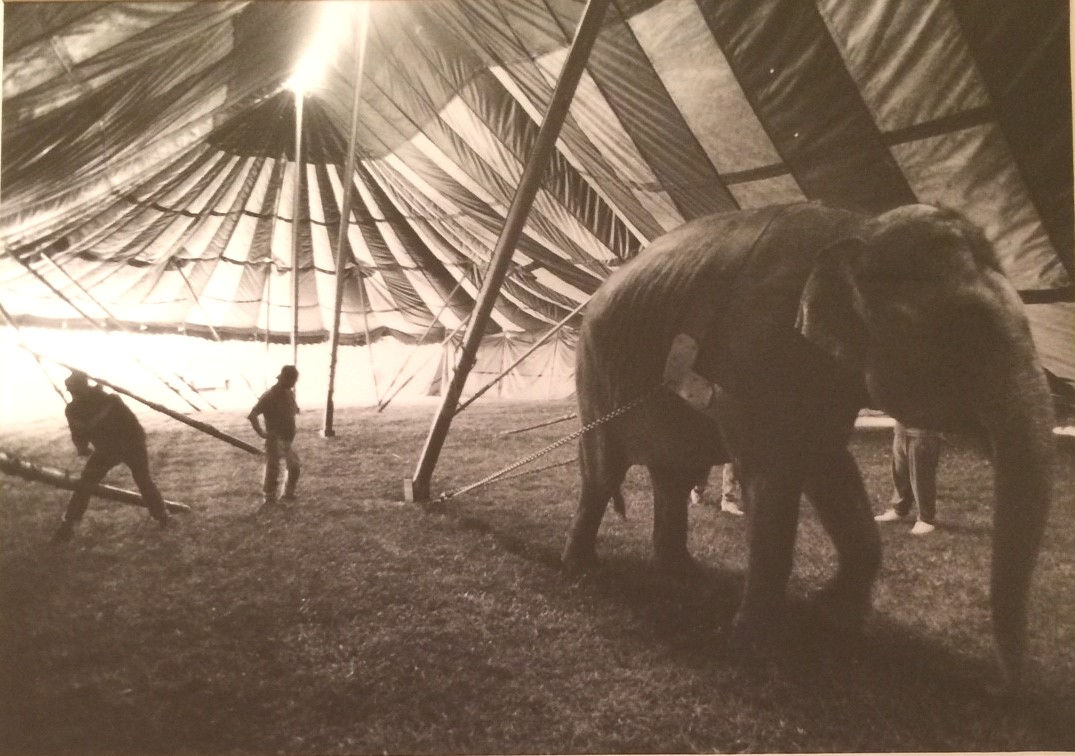"Elephants Under Big Top" C. 1991 Photograph