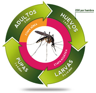 Zika y los Mosquitos de Moda