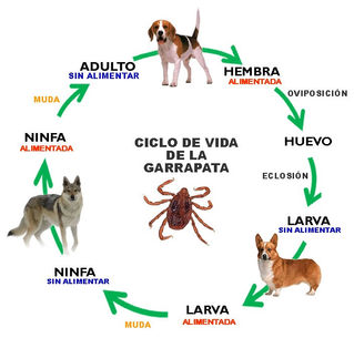 Las Garrapatas 101