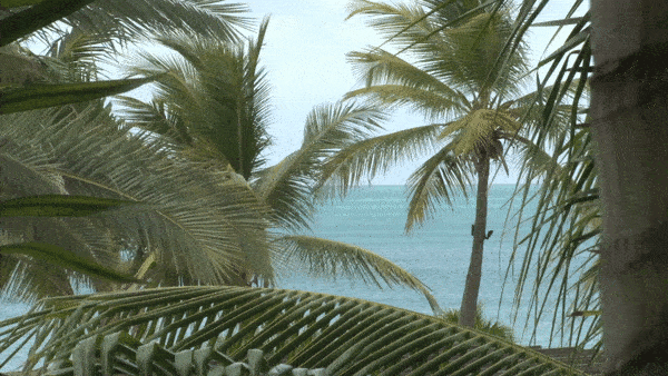 palms