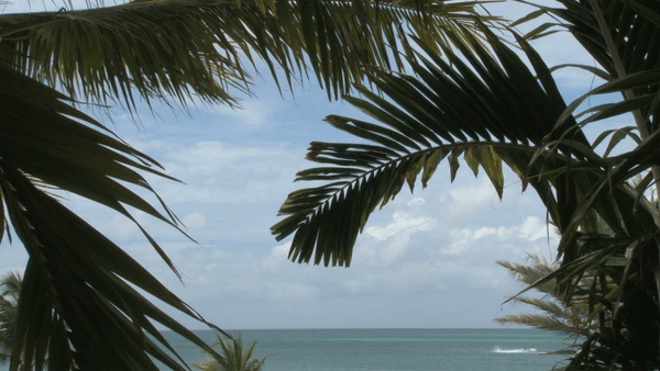 slow-palm