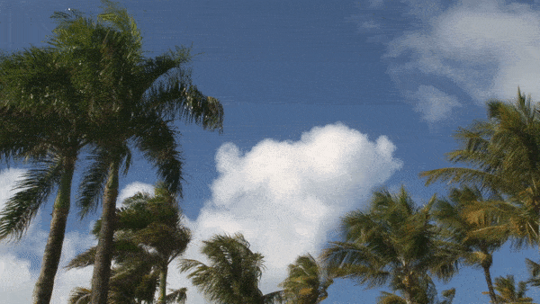 sunshine-palms